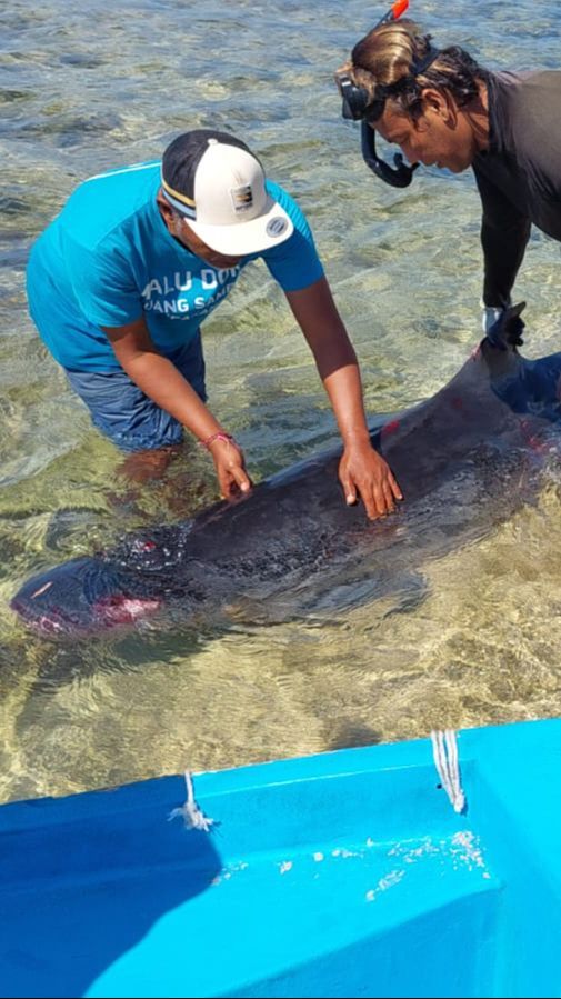 Paus Sperma Viral Terdampar di Bali, Akhirnya Mati dengan Tubuh Penuh Luka Gigitan Hiu