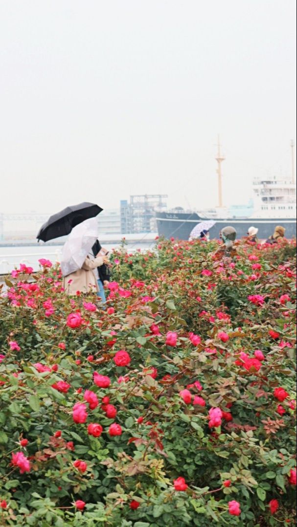 10 Daya Tarik Wisata Yamashita Park, Taman Cantik yang Menghadap Pelabuhan Yokohama