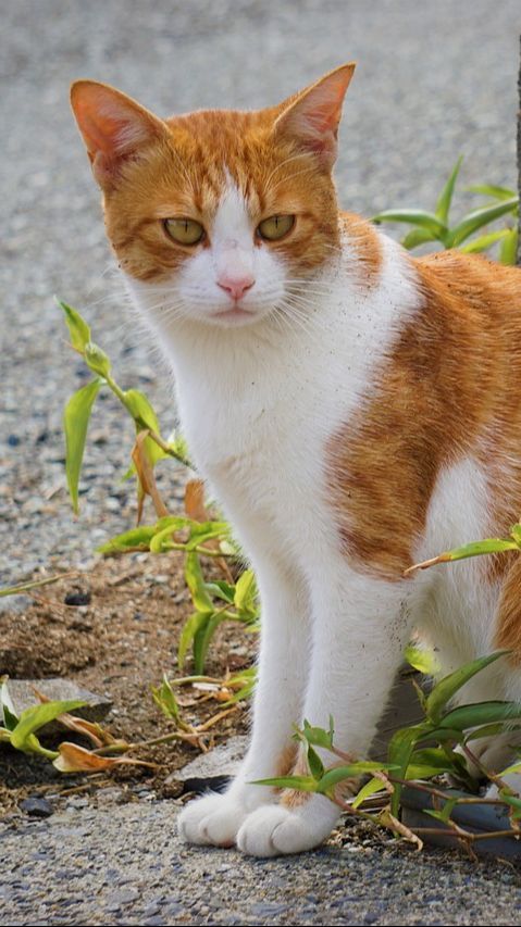 Penyebab Bau Mulut pada Kucing, Ketahui Cara Mengatasinya