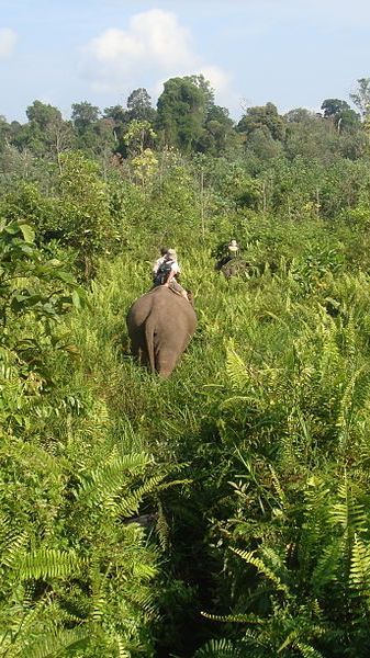 Kini Jadi Sasaran Perambah Hutan, Ini Fakta Menarik Taman Nasional Tesso Nilo di Riau