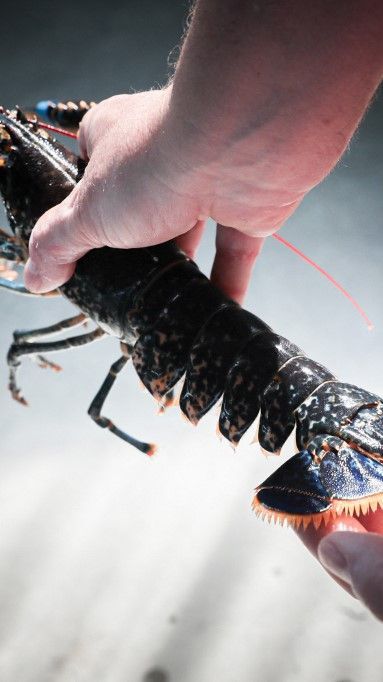 Menteri Trenggono Ingin Indonesia Punya Peran Strategis di Rantai Pasok Lobster Dunia, Begini Langkah Diambil