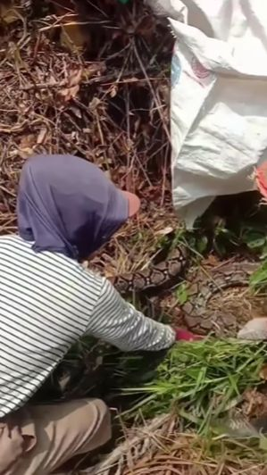 Keren, Kompak dan Berani Emak-emak Menangkap Ular Besar di Kebun 'Makan Besar Guys Malam Ini Kami'