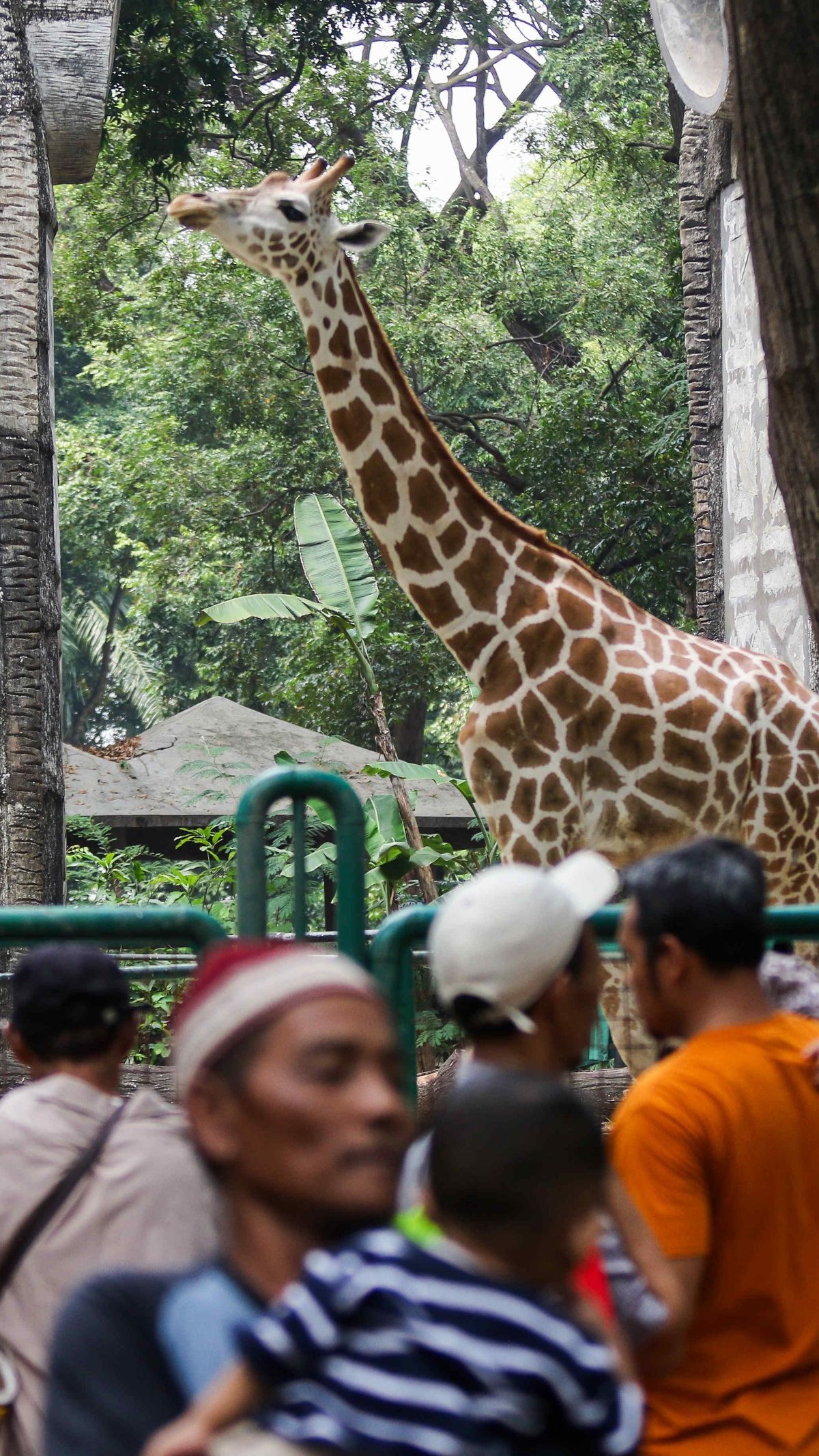 FOTO: Puluhan Ribu Wisatawan Kunjungi Taman Margasatwa Ragunan di Libur Natal