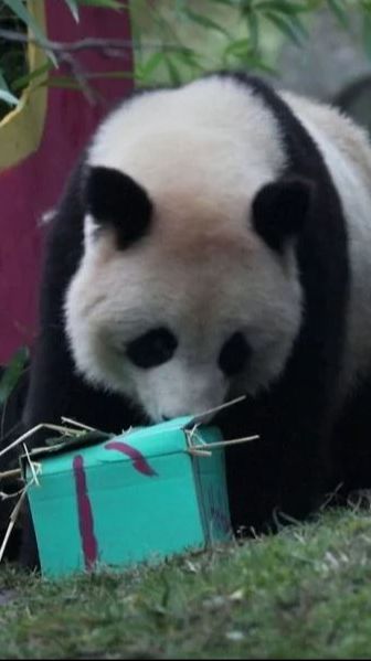 Video Lucu Panda dan Orangutan Buka Kado Natal, Isinya Bikin Penasaran