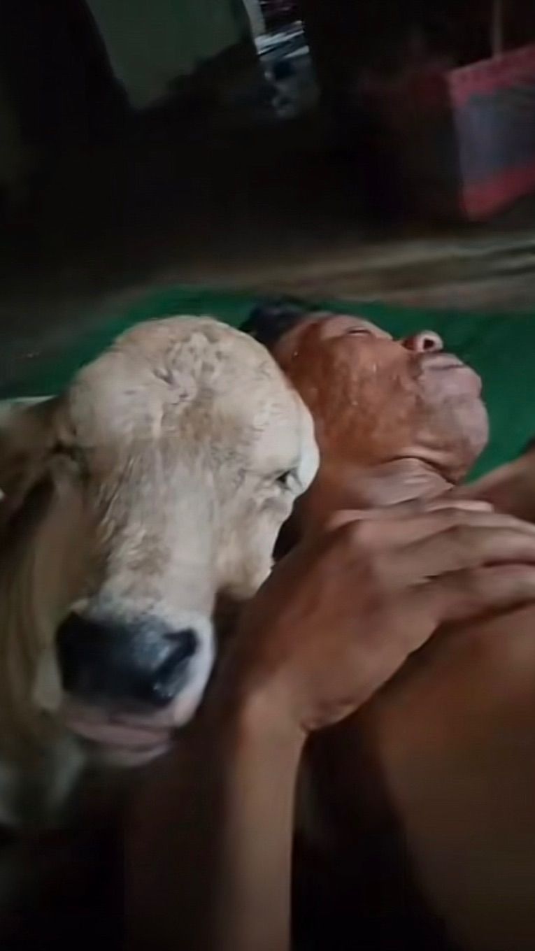 Viral Tingkah Sapi Bersikap Manja ke Pemiliknya, Curi Perhatian Warganet