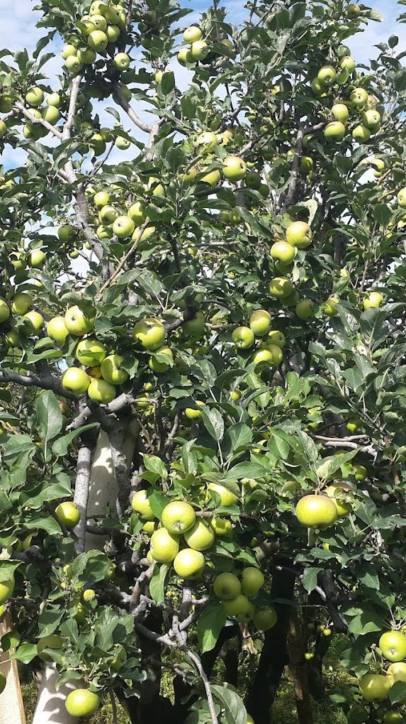 5 Fakta Kebun Apel Terbesar di Indonesia yang Ada di Pasuruan, Tengkulak dari Kota Batu dan Malang Justru Beli di Sini