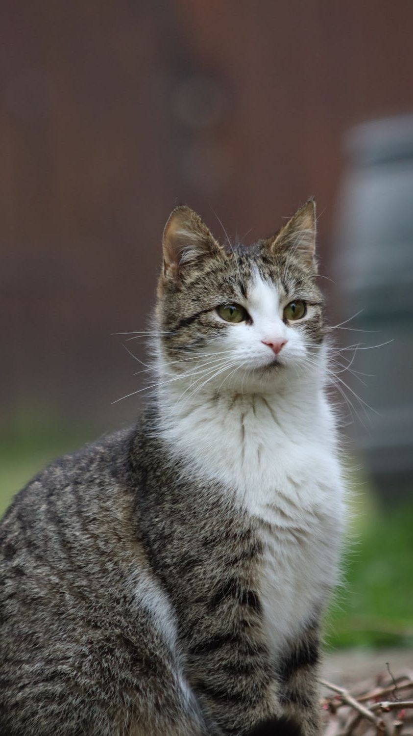 Berkenalan dengan Muezza, Kucing Istimewa dalam Agama Islam