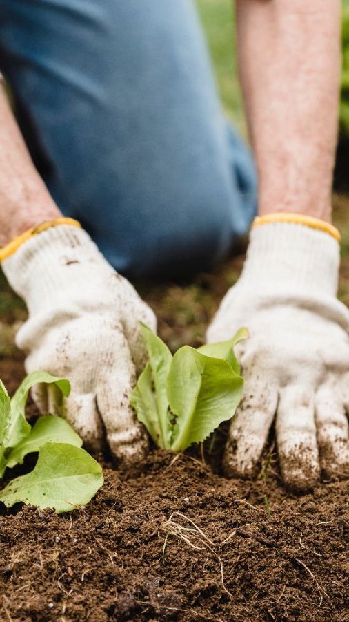 BPS Ungkap Mayoritas Petani di Indonesia Cuma Lulus SD