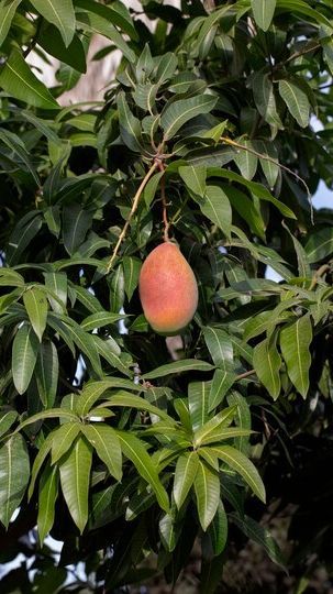 Tak Hanya Buahnya yang Enak, Daun Mangga Ternyata Bisa Mengurangi Penumpukan Lemak di Perut