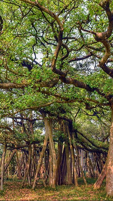 Pohon Ini Bisa Berjalan dan Hidup Selama Ratusan Tahun, Begini Penjelasan Ilmuwan