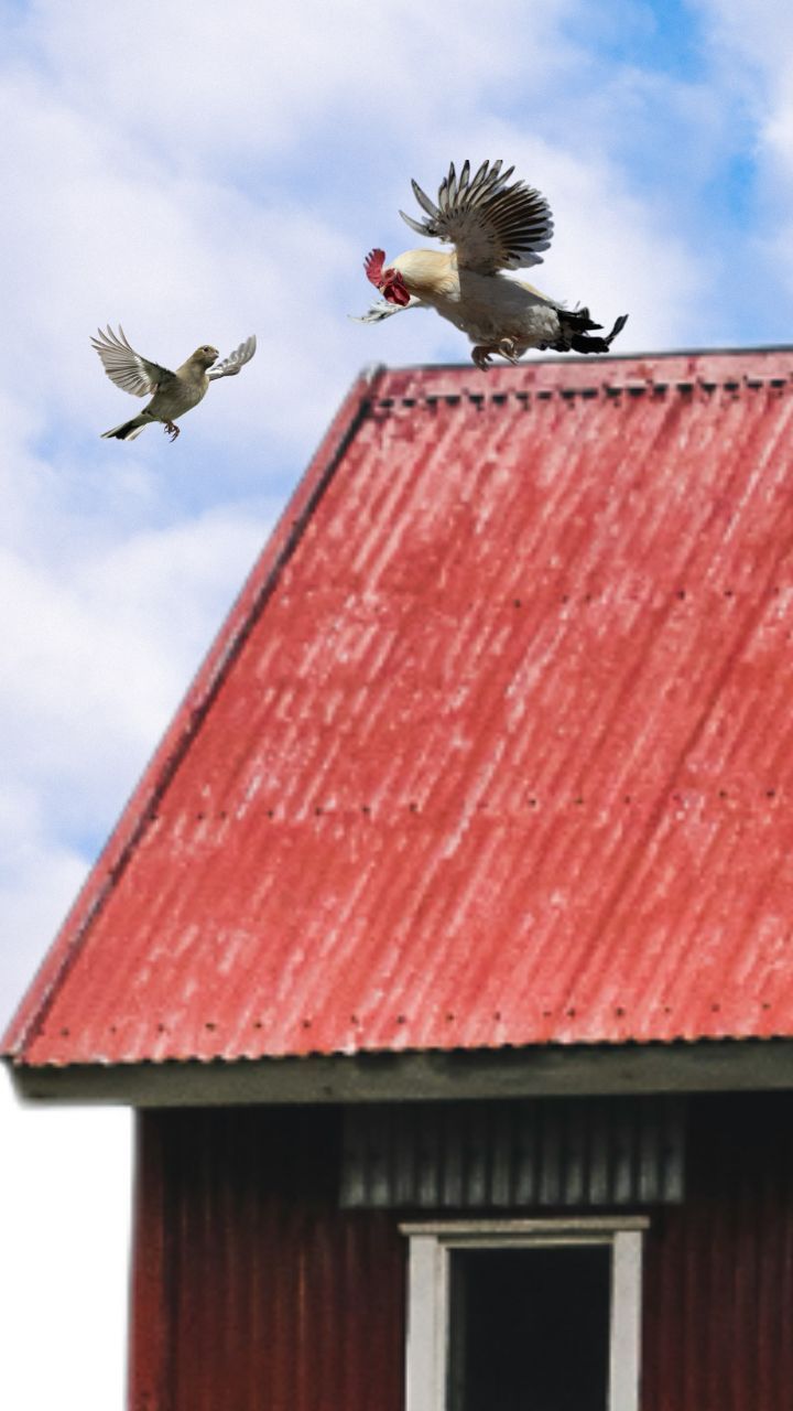 Seperti Burung, Ayam Juga Punya Sayap tapi Kenapa Tidak Bisa Terbang? Ini Penjelasan Ilmuwan