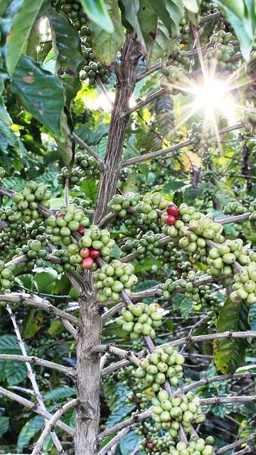 Sejarah Perkebunan Tlogo di Semarang, Perkebunan Kopi Peninggalan Belanda yang Punya Panorama Alam Indah