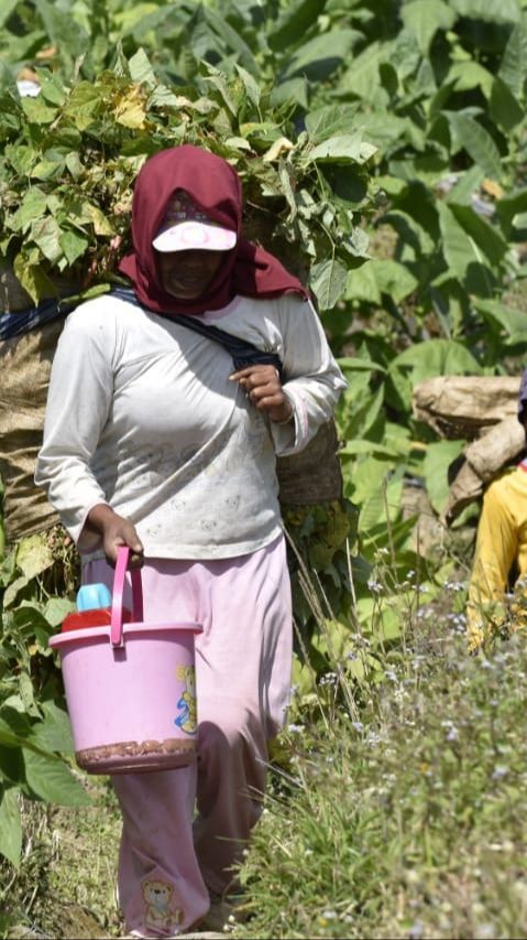 6 Juta Buruh Hingga Petani Tembakau Terancam Kehilangan Mata Pencaharian, Kenapa?