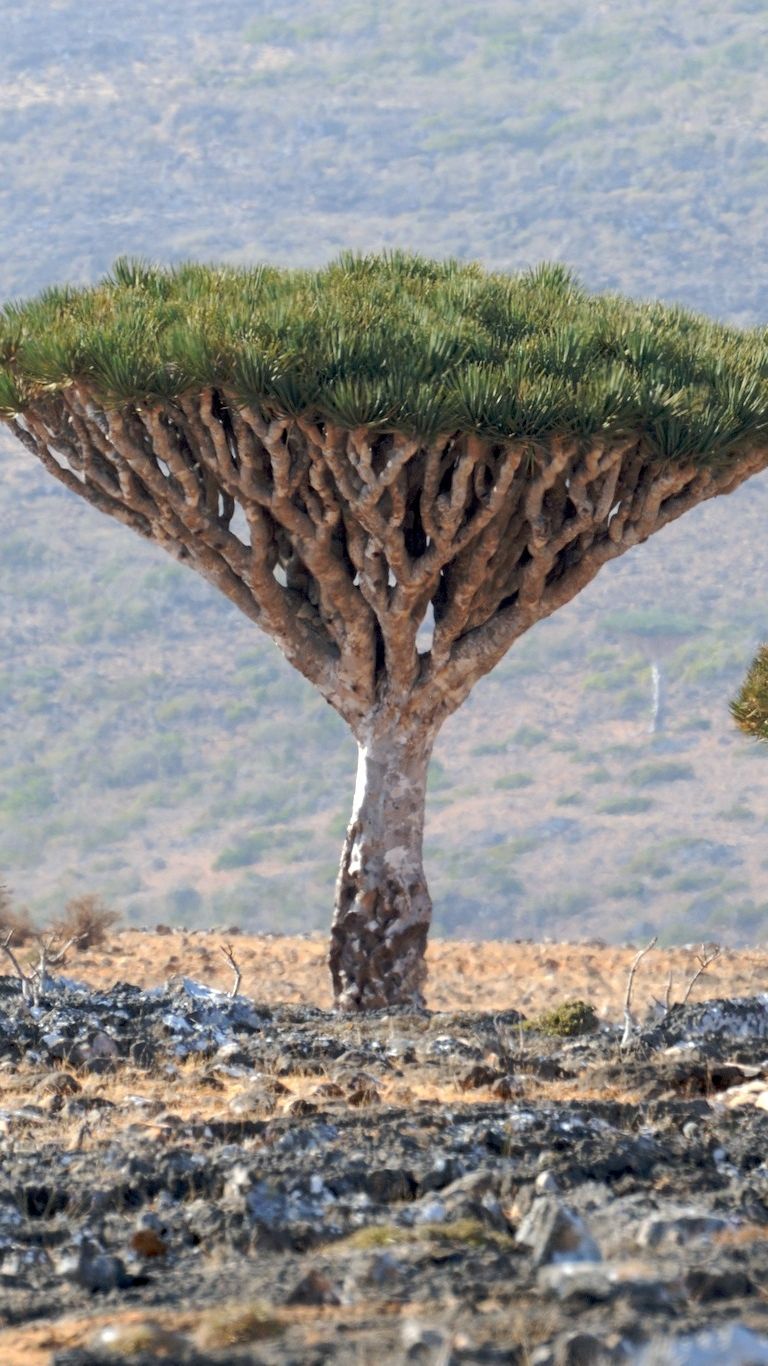 Socotra, Pulau Tempat Dajjal Dirantai Tuhan?