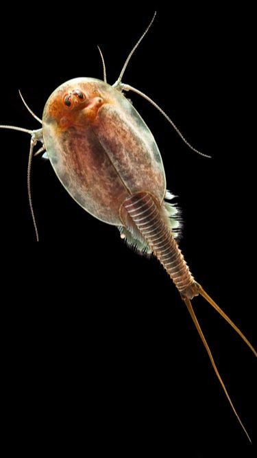 Fakta Triops: Udang Kecebong Bermata Tiga