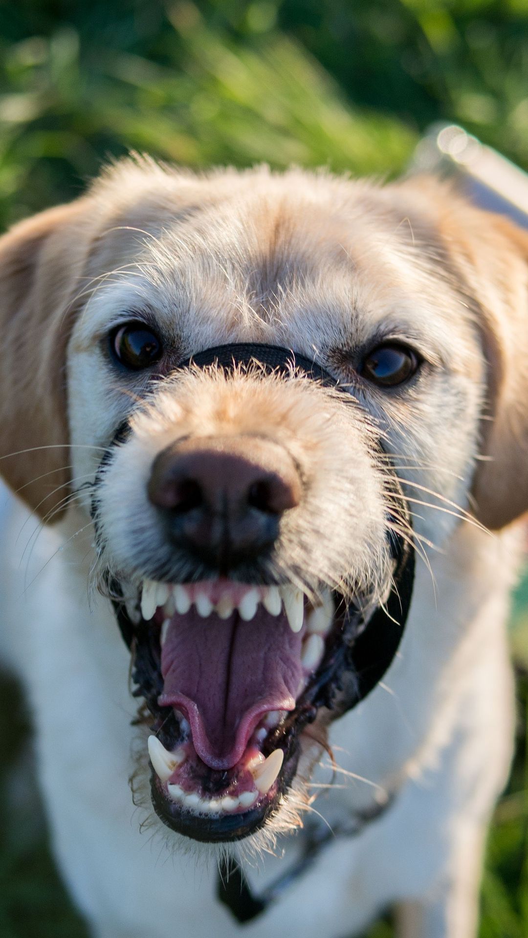 4 Cara Mencegah Rabies yang Penting Diketahui, Vaksin Hewan Peliharaan