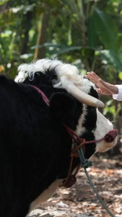 Mengenal Bargola, Sapi Kurban Jumbo Satu Ton Asal Lembur Pakuan Subang