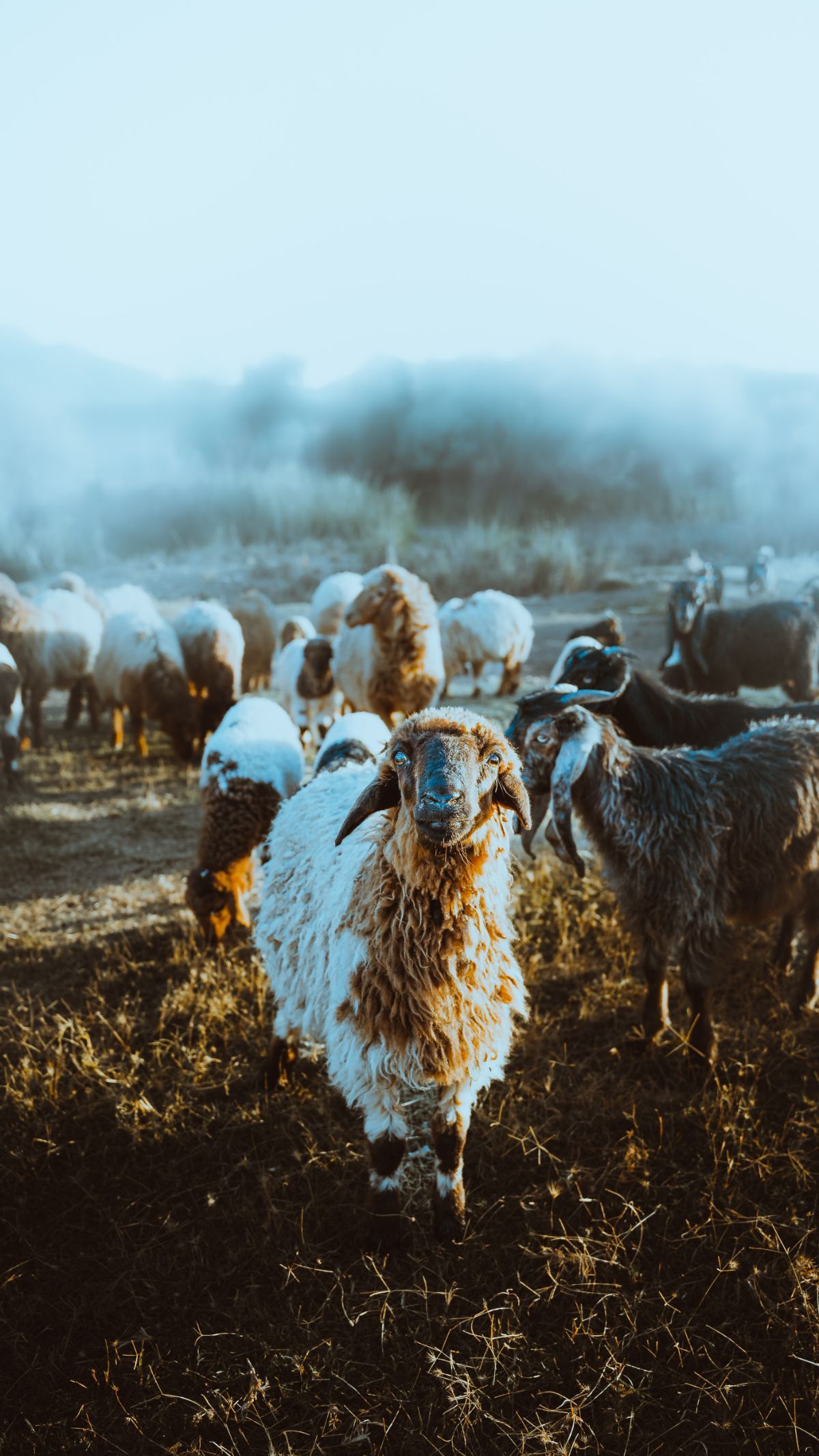 Hukum Qurban Atas Nama Anak dalam Islam, Simak Ulasannya Agar Tak Salah