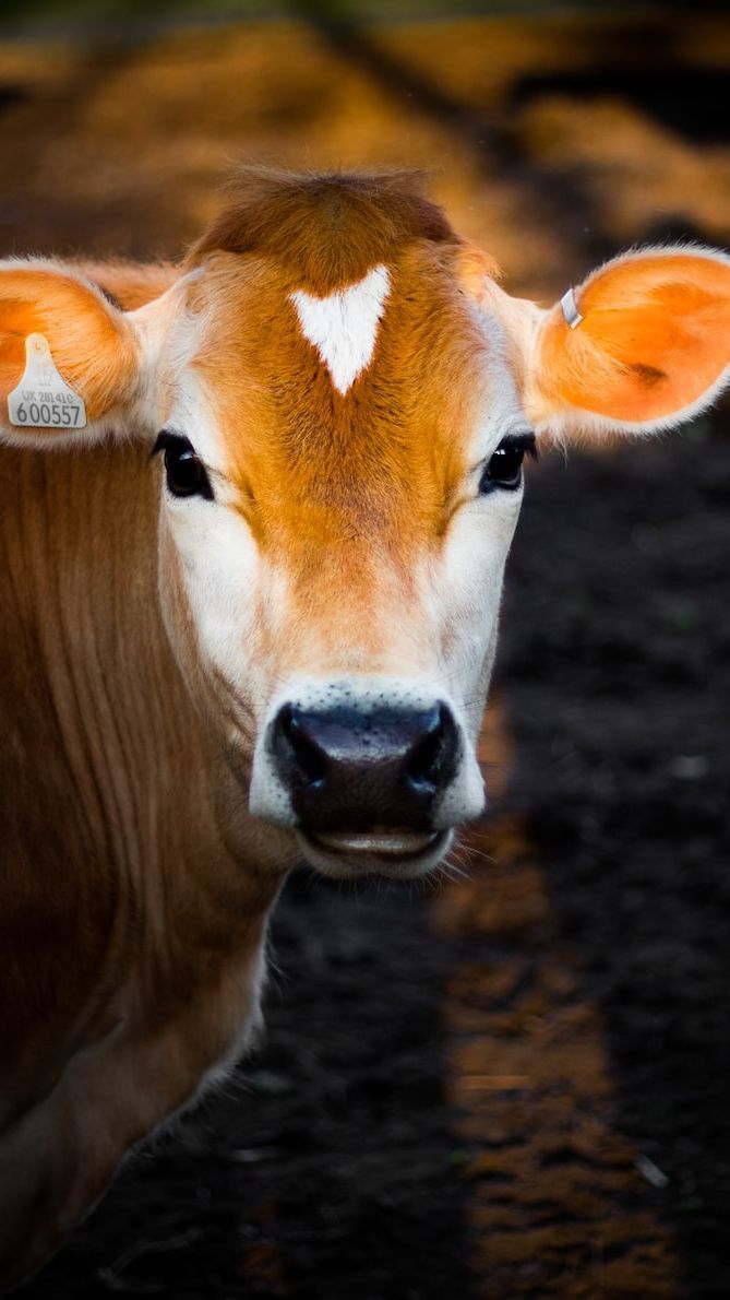 Cara Merobohkan Sapi Kurban yang Benar, Jangan Sampai Salah