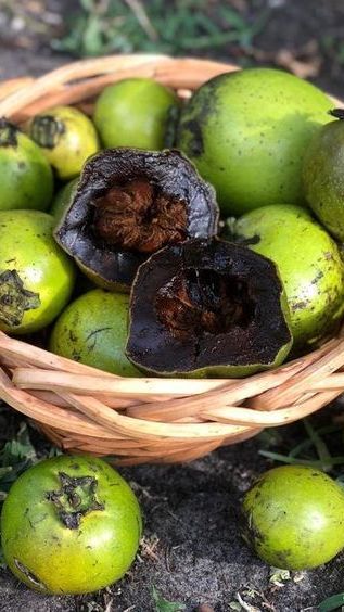 Mengunjungi Kampung Coklat Blitar, Ada Buah Langka asal Meksiko Rasanya seperti Puding Cokelat