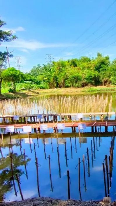 Melestarikan Hutan Mangrove di Pesisir Jakarta