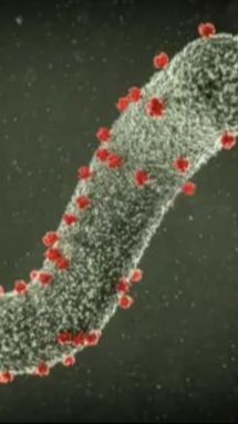 Marburg, Virus Mematikan dari Afrika