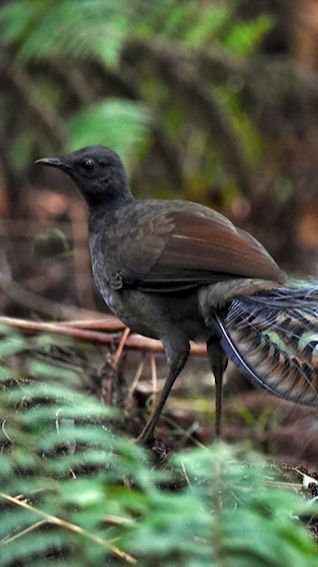 Bukan Kakatua, Tapi Burung Ini Mampu Tirukan Beragam Suara Aneh yang Mengejutkan