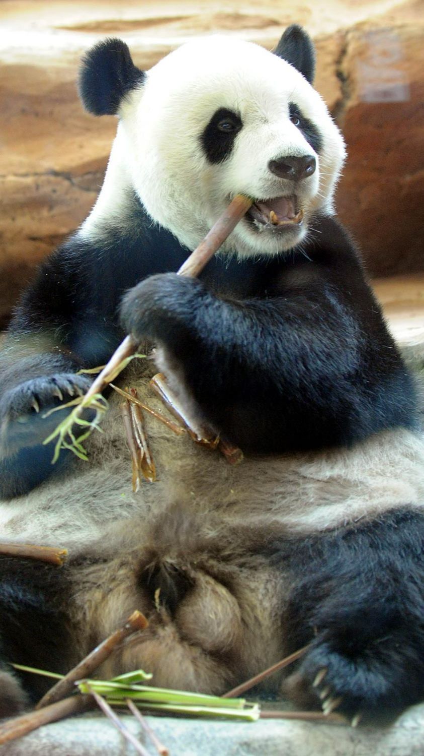 Mengapa Panda Gendut Meski Hanya Makan Tumbuhan?