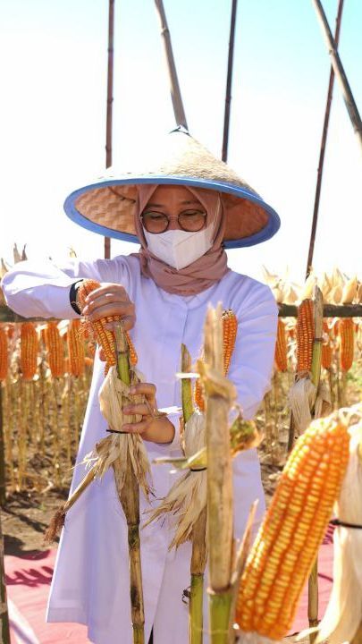 Jadi Lumbung Jagung Jawa Timur, Banyuwangi Mampu Pasok 250 Ribu Ton