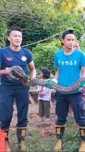 Ular Piton Tiga Meter Keluar dari Hutan, Ditemukan di Pekarangan Warga Hendak Cari Mangsa