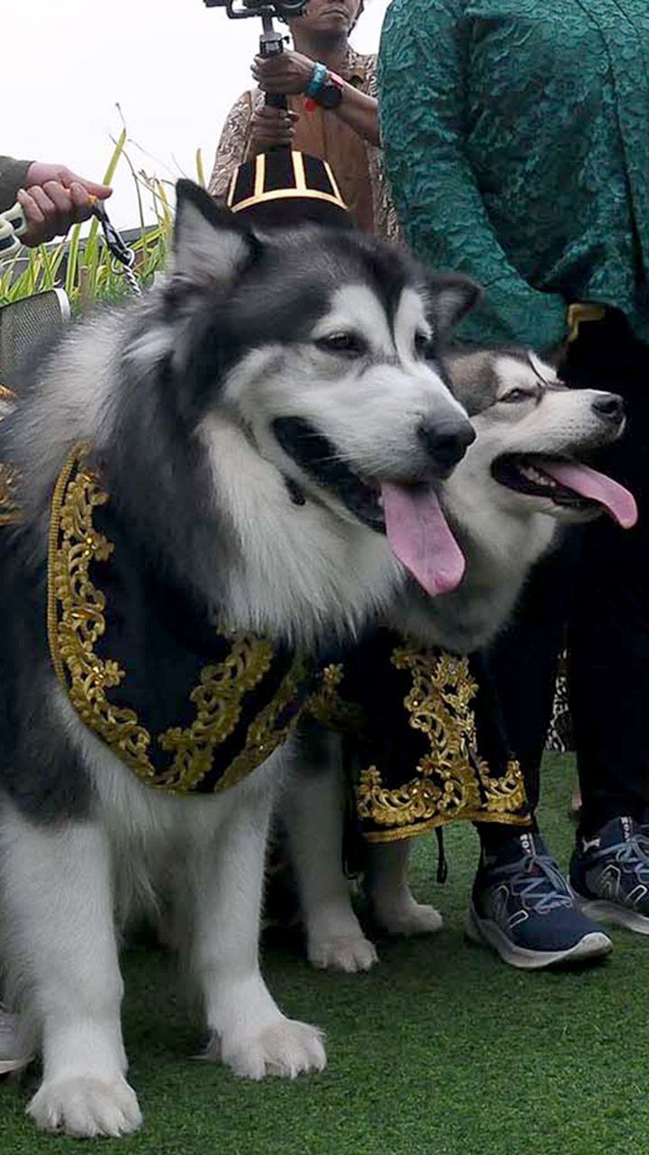 FOTO: Mewahnya Pernikahan Anjing di Jakarta Habiskan Rp200 Juta, Ada Pemberkatan dan Resepsi