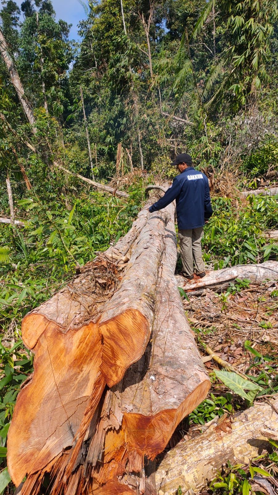 Kepala Desa dan Tokoh Masyarakat  Rusak Hutan Demi Lahan Sawit