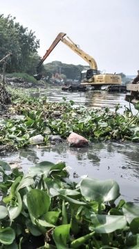 Eceng Gondok Menggunung di Waduk Pluit