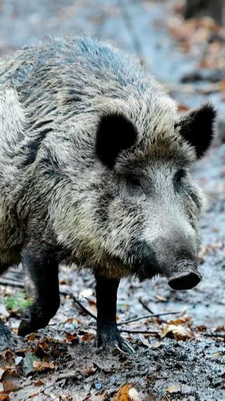 Hewan Buas yang Berkeliaran di Kota Jerman Ini Ternyata Bukan Singa, Tapi Babi Hutan