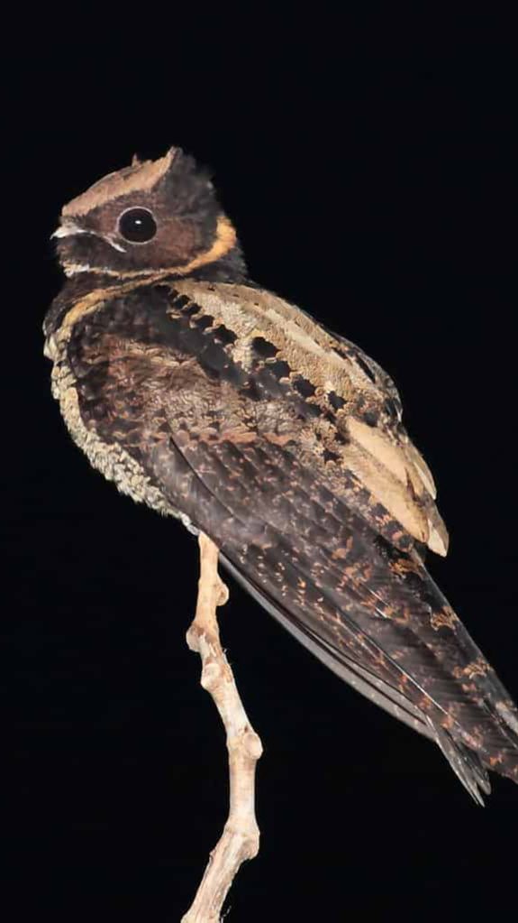 Burung Misterius Mirip Naga Ini Hanya Terbang Malam Hari, Sayapnya Panjang dan Runcing