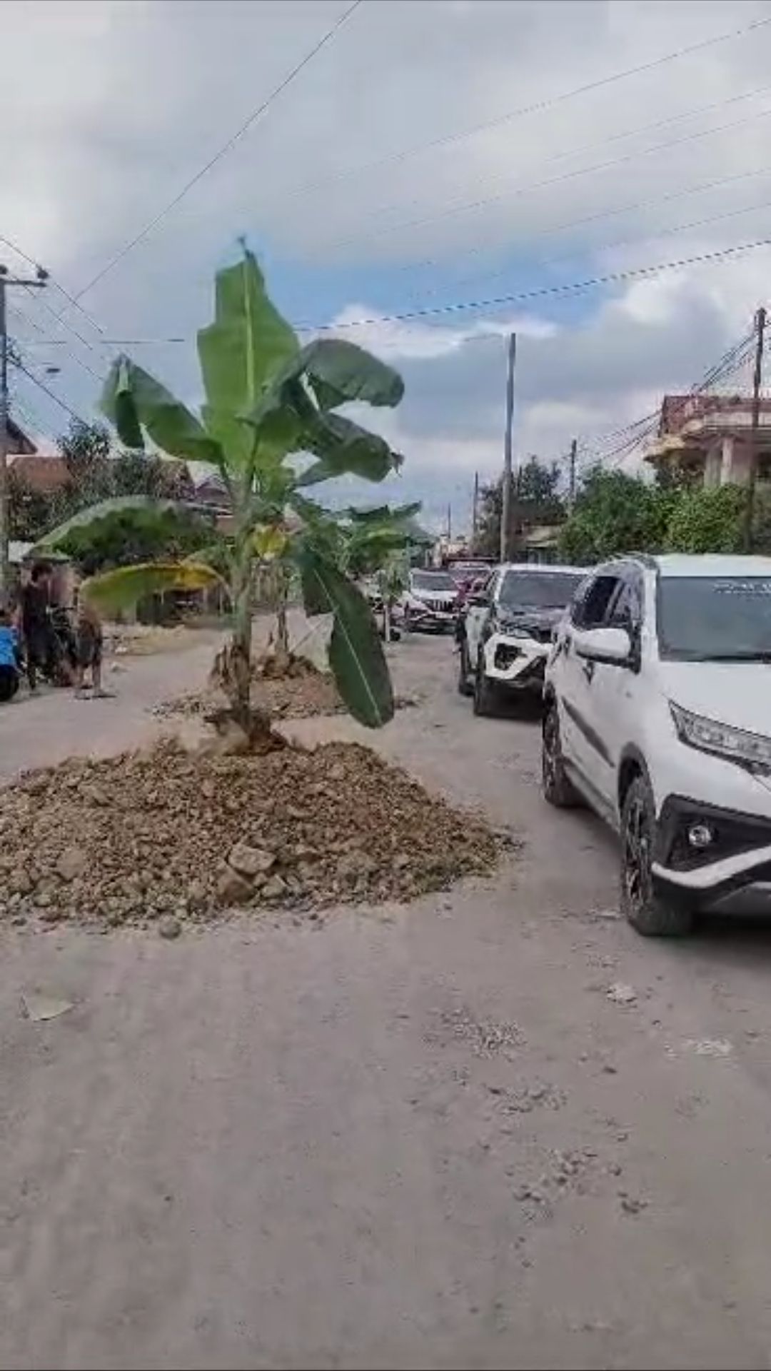 Protes Jalan Rusak, Warga Tanam Pohon Pisang