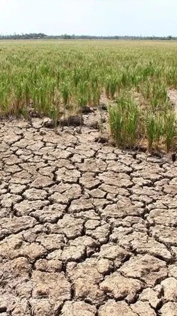 Sumbar Tak Kena Dampak Serius El Nino, Tetapi Curah Hujan Menurun Drastis