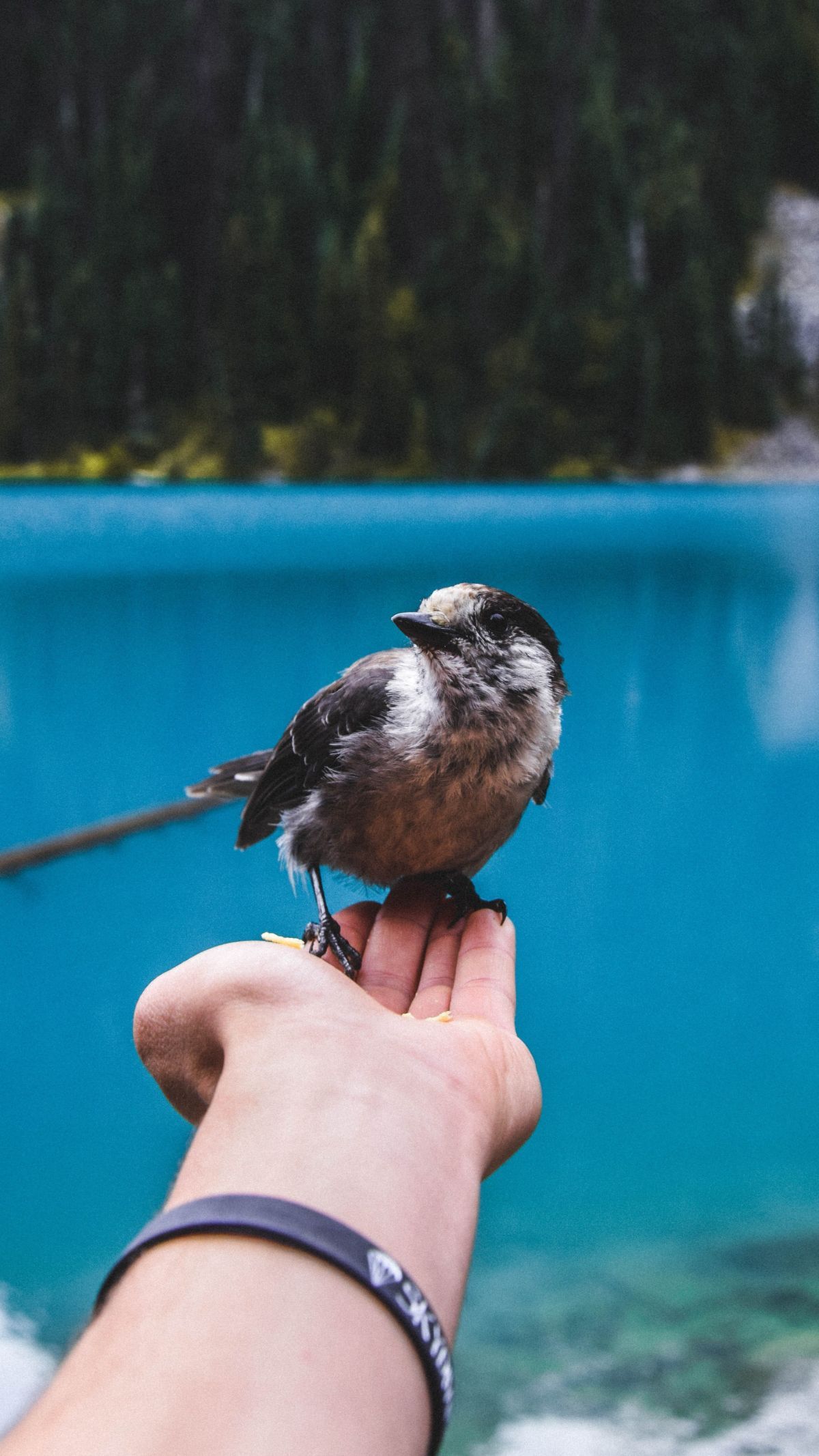 7 Manfaat Kesehatan dari Memelihara Burung