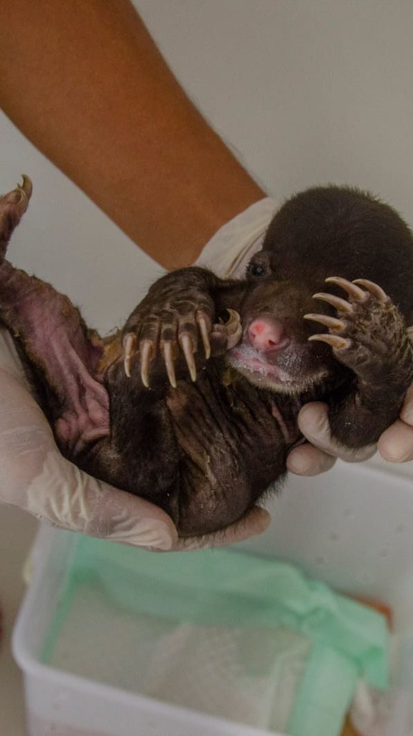 Kasihan, Bayi Beruang Madu Ditemukan Sebatang Kara di Belantara Kebun Sawit Riau