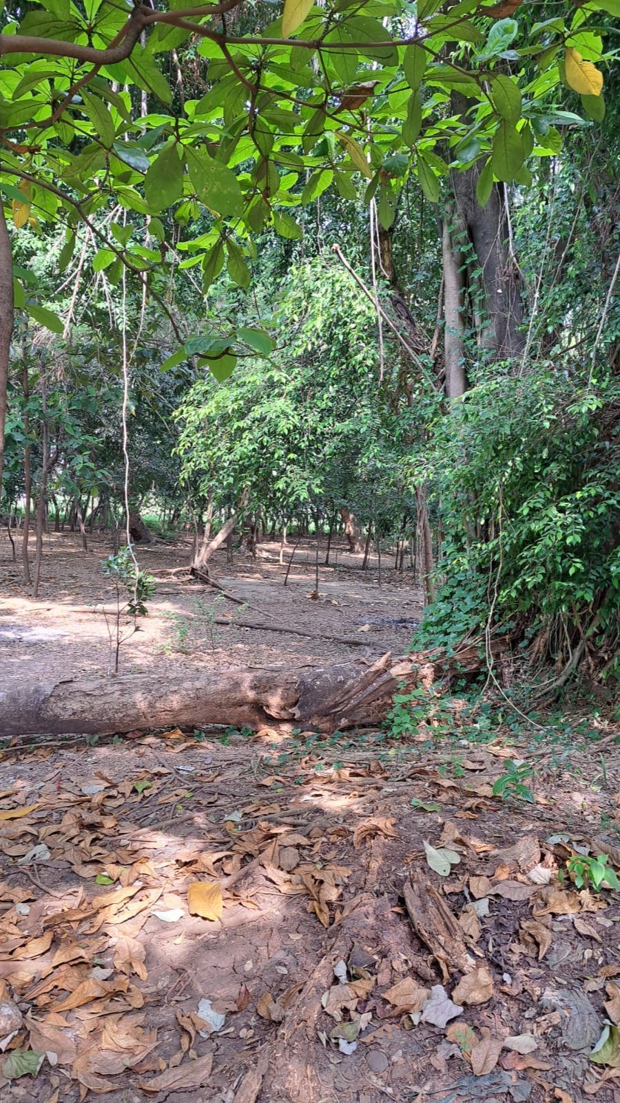 Kaum LGBT di Hutan Kota UKI Kebanyakan Orang Kaya Pakai Mobil Mewah