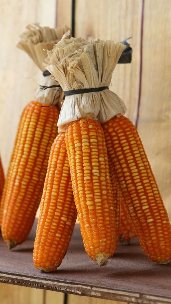 FOTO: Petani NTB Panen Perdana Jagung Bioteknologi