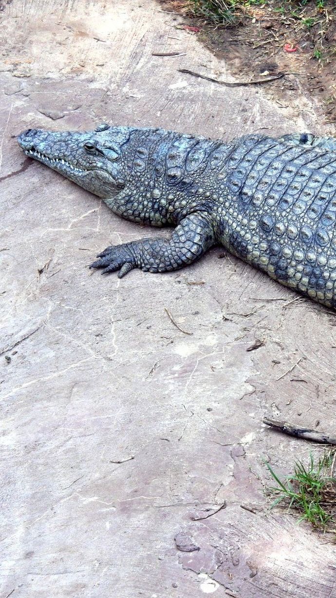 Potret Evakuasi Buaya 3 Meter dari Permukiman Warga di Cirebon, Sempat Mangsa Kucing Peliharaan