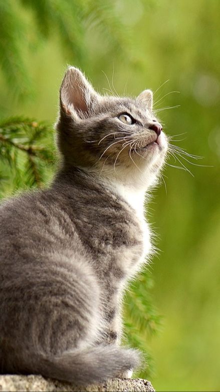 Penyebab Kucing Muntah Cacing, Periksa Konsumsi Makan dan Minumnya