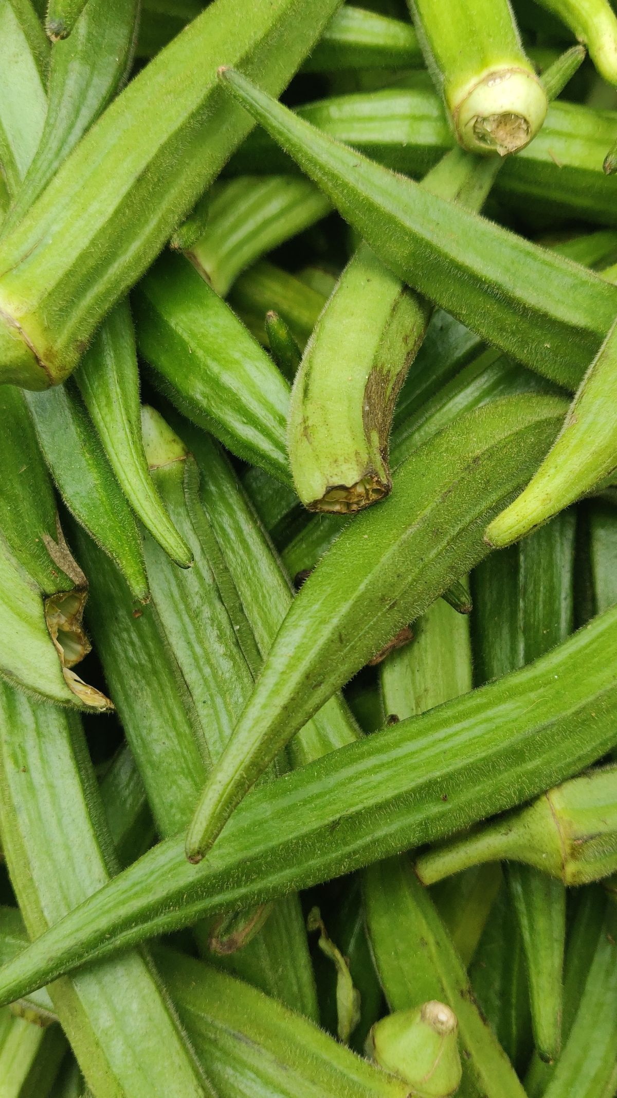 Manfaat Okra Bagi Tubuh Jika Rutin Dikonsumsi, Sayuran Kaya Nutrisi