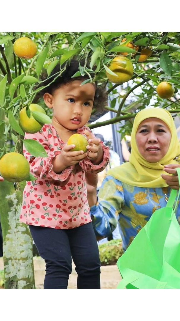 Potret Gemas Aila Cucu Gubernur Jatim, Selalu Ceria saat Diajak Petik Buah di Kebun