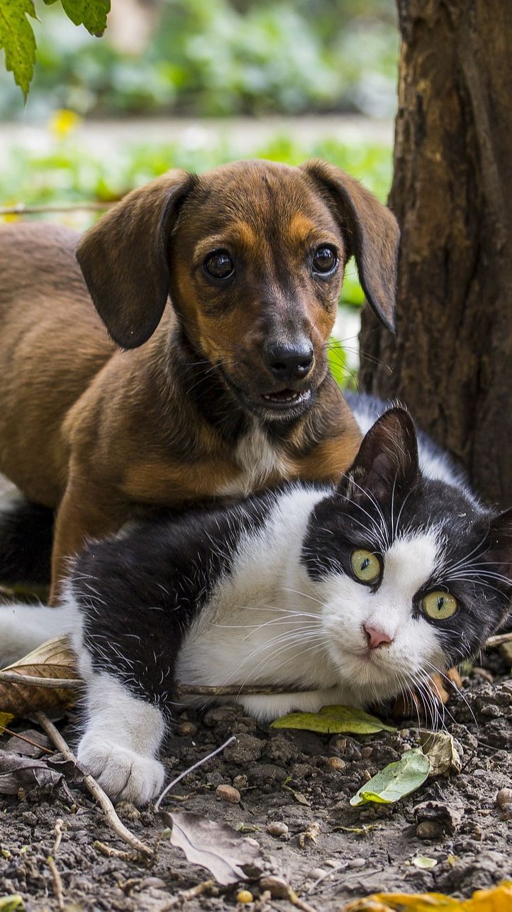 Apakah Anjing Lebih Cerdas dari Kucing? Peneliti Ungkap Fakta Dibaliknya