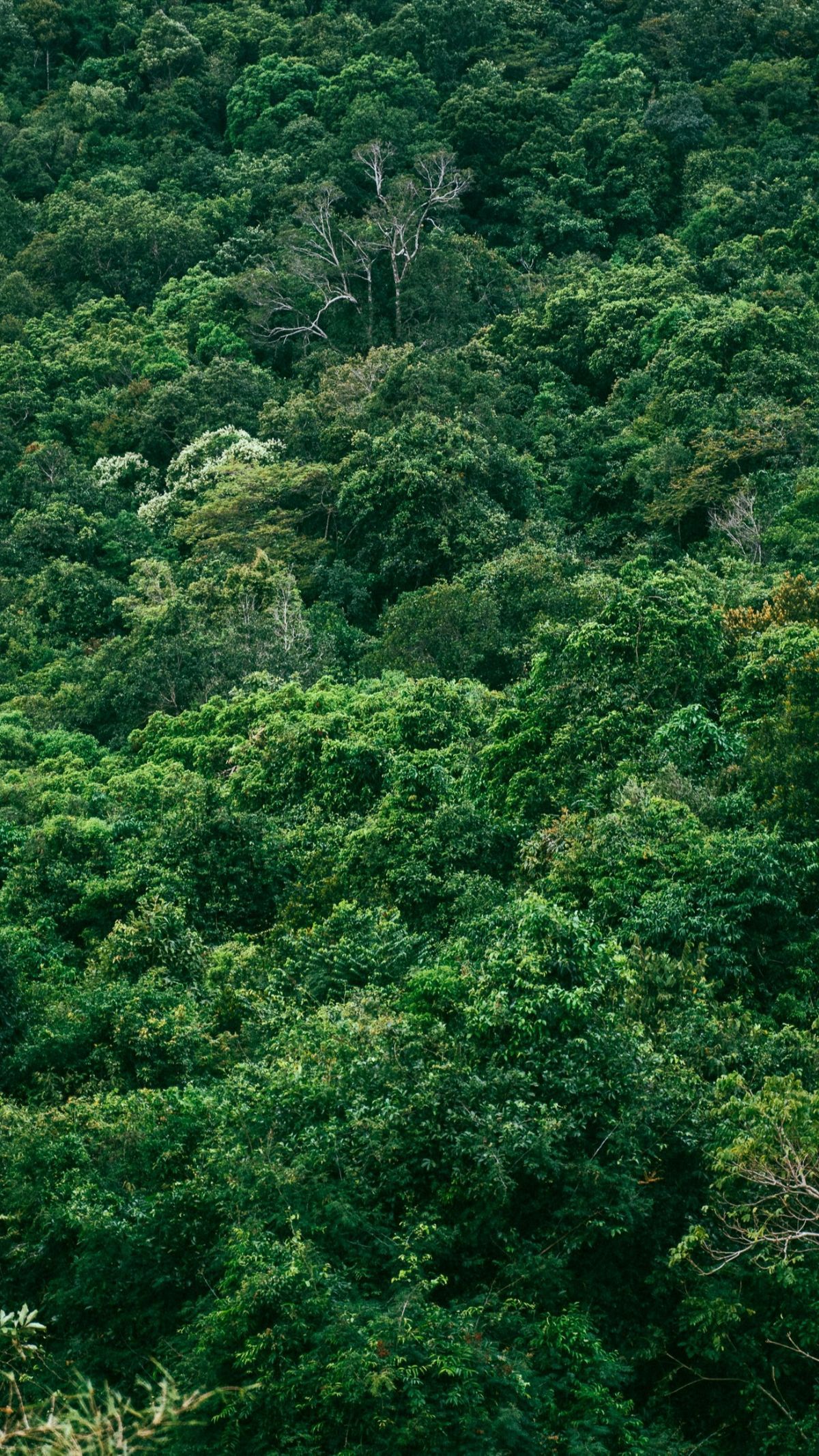 Sinar Laser Ungkap Kota Kuno Bangsa Maya Tersembunyi di Bawah Hutan, Ada Piramida dan Lapangan Bola