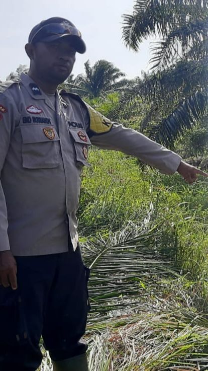 Cerita Seorang Buruh Sawit di Kalbar Berhasil Selamat dari Terkaman Buaya