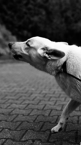 Gejala Penyakit Distemper pada Anjing, Infeksi Virus Berbahaya selain Rabies