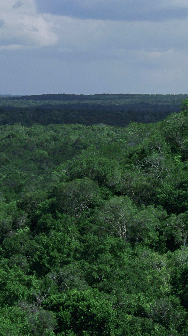 Kota yang Hilang Berusia 1000 Tahun Ditemukan di Hutan, Ada Piramida Setinggi 15 Meter